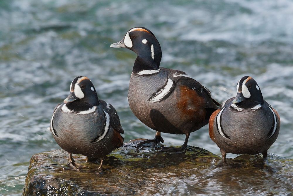 Harlequin Ducks art print by Ken Archer for $57.95 CAD