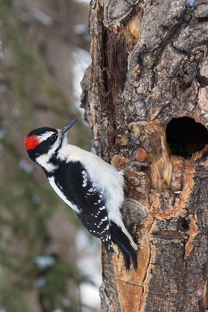 Hairy Woodpecker-winter survivor art print by Ken Archer for $57.95 CAD