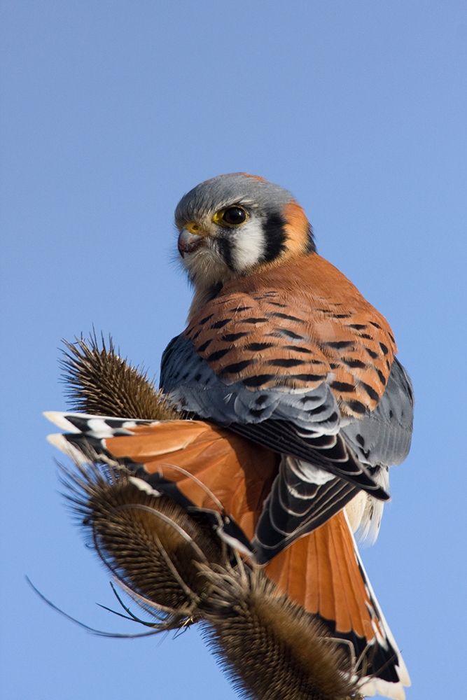American Kestrel art print by Ken Archer for $57.95 CAD