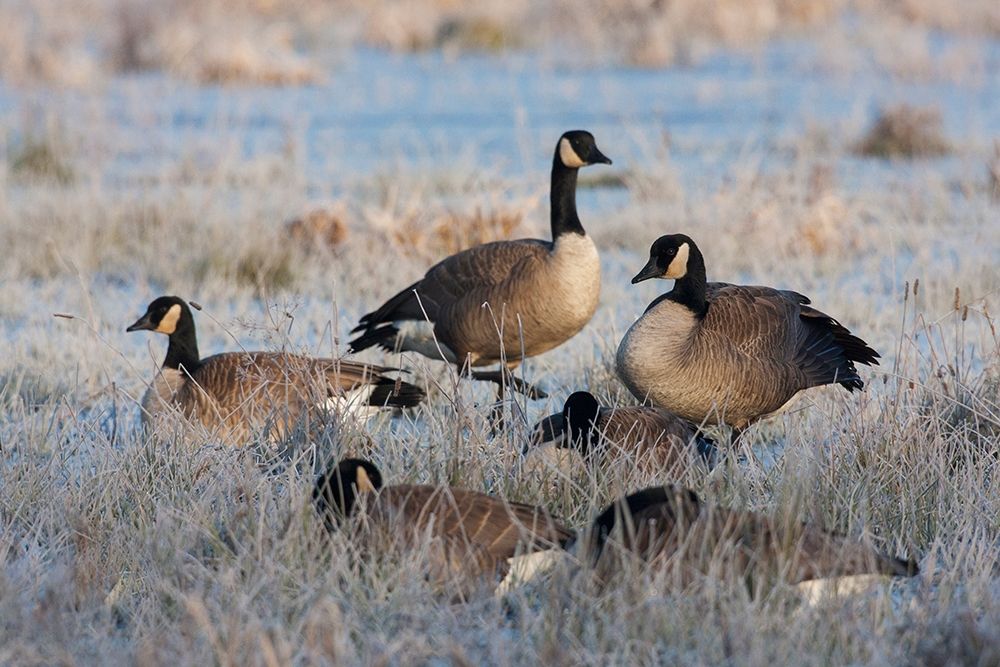 Frosty Morning-Cackling Canada Geese art print by Ken Archer for $57.95 CAD
