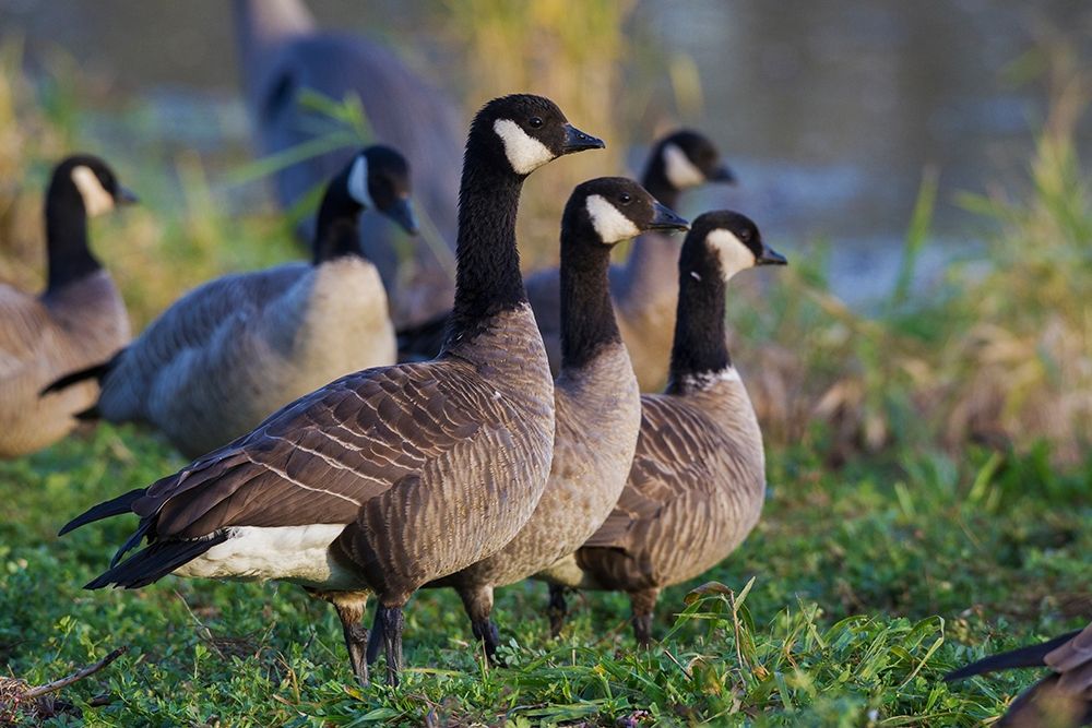 Lesser (Cackling) Canada Geese art print by Ken Archer for $57.95 CAD