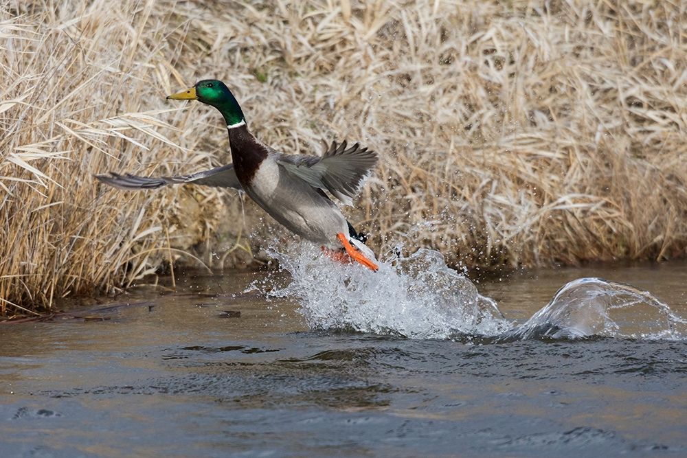 Mallard Drake Taking Flight art print by Ken Archer for $57.95 CAD