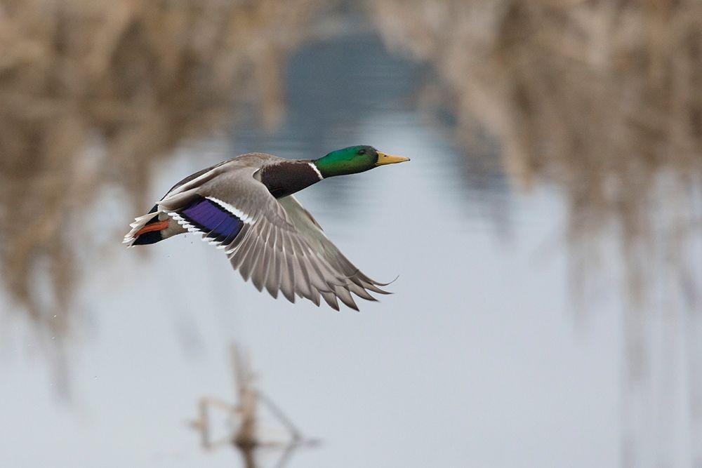 Mallard Drake Taking Flight art print by Ken Archer for $57.95 CAD
