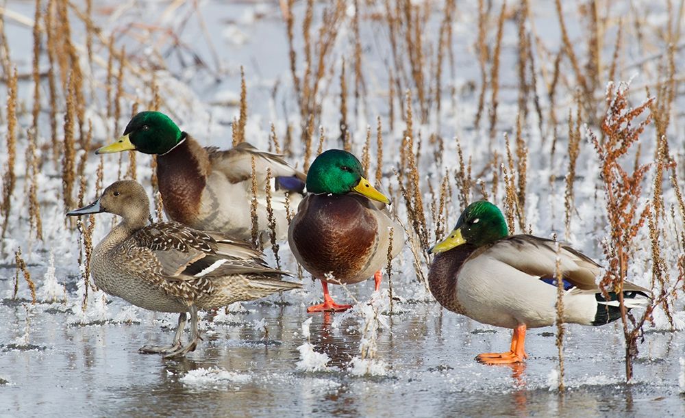Mallard Drakes and northern Pintail Hen art print by Ken Archer for $57.95 CAD