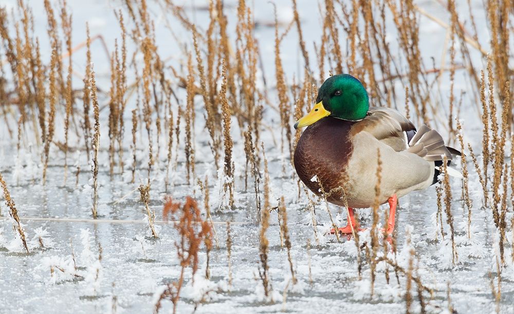 Mallard Duck-frozen pond art print by Ken Archer for $57.95 CAD
