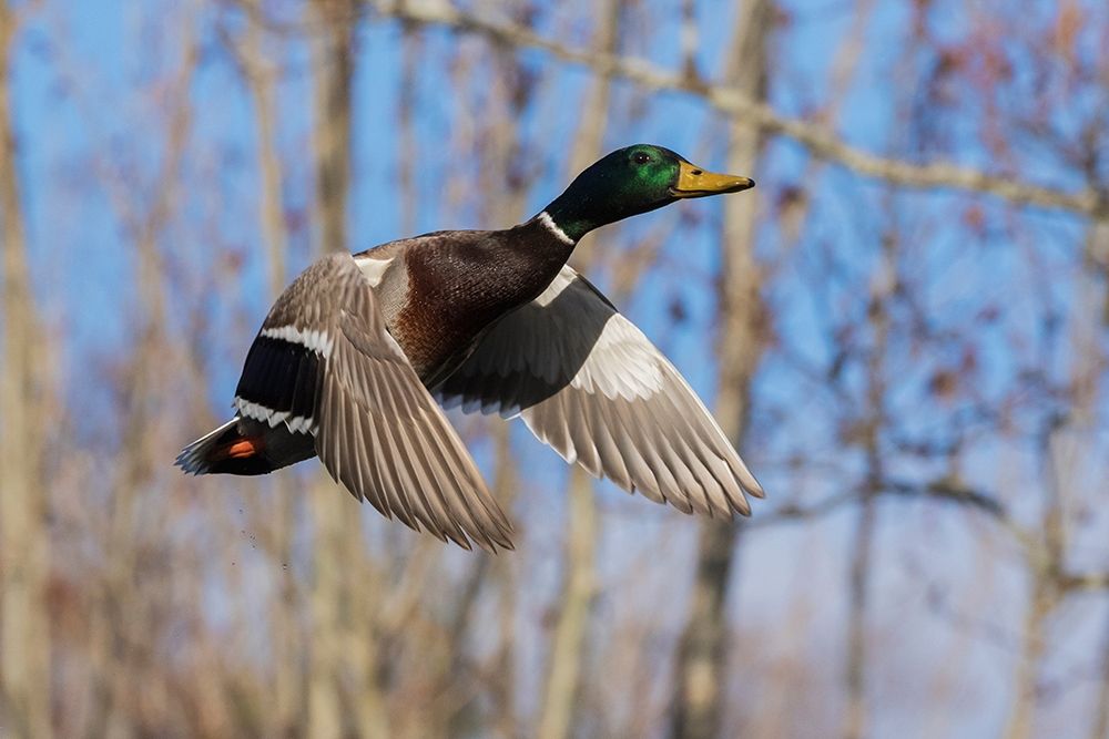 Mallard in Flight-wooded habitat art print by Ken Archer for $57.95 CAD