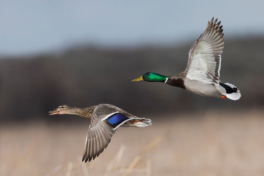 Mallard Duck Pair in Flight art print by Ken Archer for $57.95 CAD
