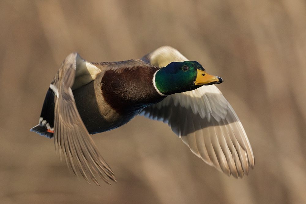 Mallard Drake in Flight art print by Ken Archer for $57.95 CAD
