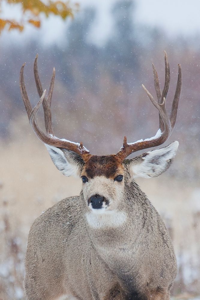 Mule Deer Buck-late autumn snow art print by Ken Archer for $57.95 CAD