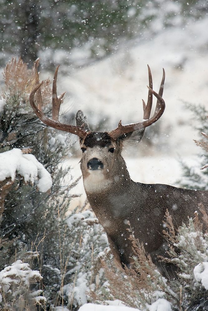 Mule Deer Buck art print by Ken Archer for $57.95 CAD