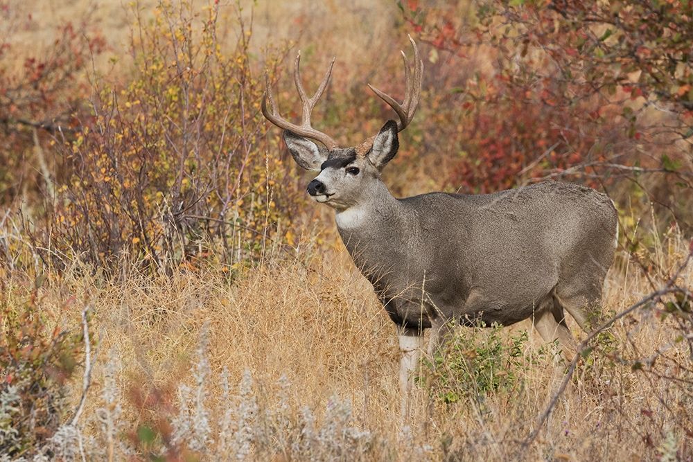 Mule Deer Buck art print by Ken Archer for $57.95 CAD