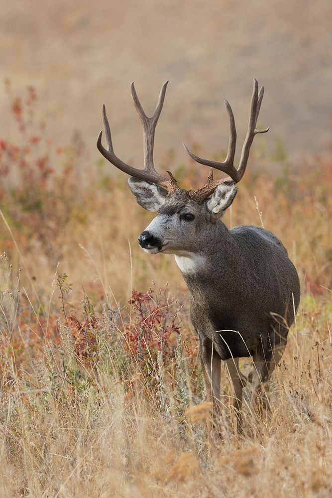 Mule Deer Buck art print by Ken Archer for $57.95 CAD