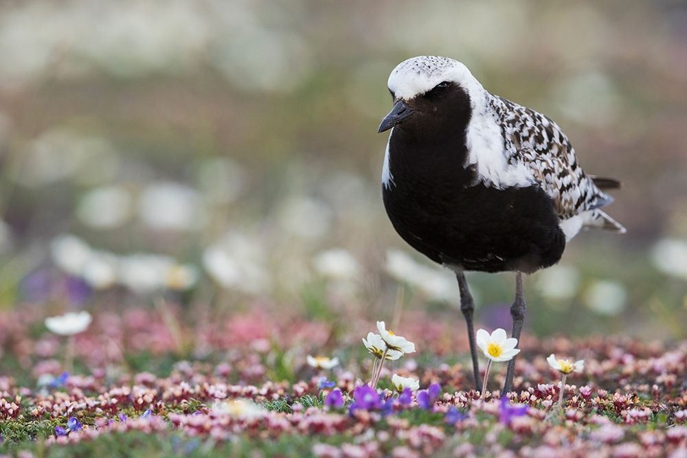 Black-bellied Plover-springtime on the tundra art print by Ken Archer for $57.95 CAD