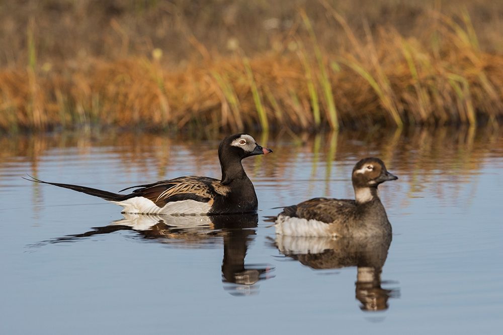 Long-tailed Duck Pair (Oldsquaw) art print by Ken Archer for $57.95 CAD
