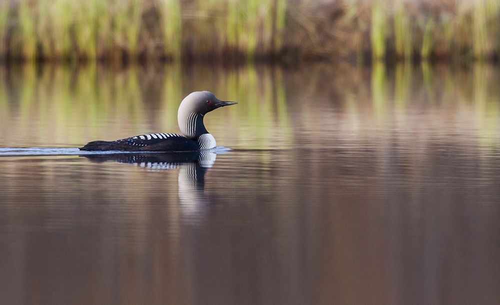 Pacific Loon-Arctic Reflections art print by Ken Archer for $57.95 CAD