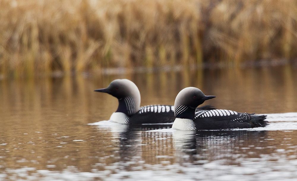 Pacific Loon Pair art print by Ken Archer for $57.95 CAD