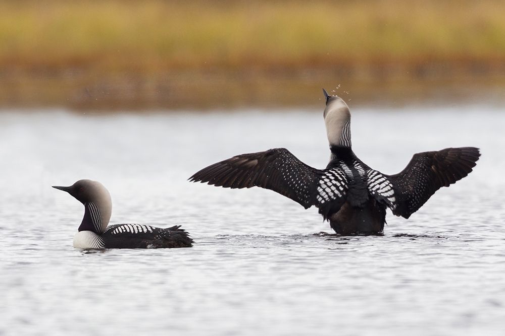 Pacific Loon Pair art print by Ken Archer for $57.95 CAD
