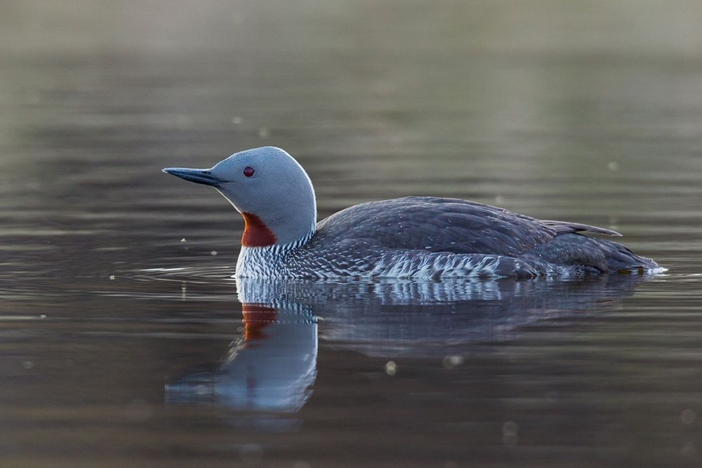 Red-throated Loon art print by Ken Archer for $57.95 CAD