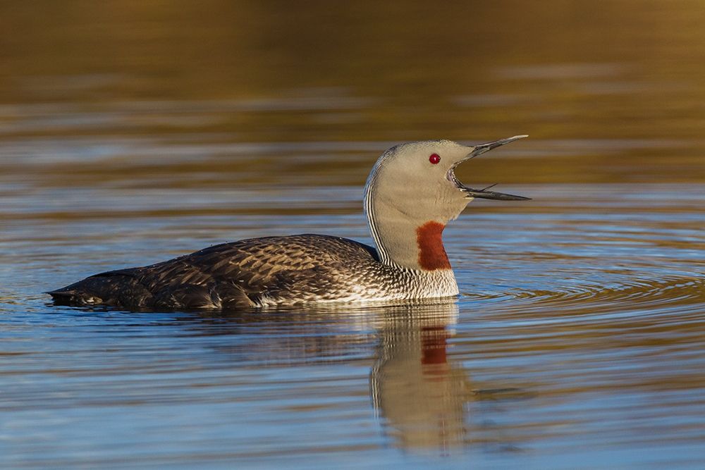 Red-throated Loon Calling art print by Ken Archer for $57.95 CAD
