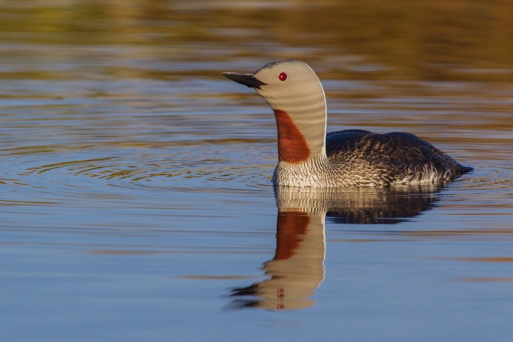 Red-throated Loon art print by Ken Archer for $57.95 CAD