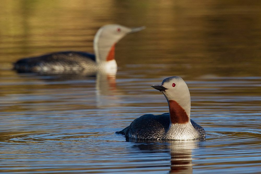 Red-throated Loon Pair art print by Ken Archer for $57.95 CAD