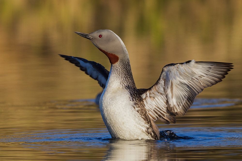 Red-throated Loon art print by Ken Archer for $57.95 CAD
