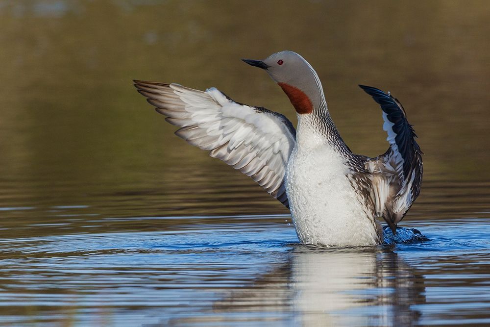 Red-throated Loon Drying Wings art print by Ken Archer for $57.95 CAD