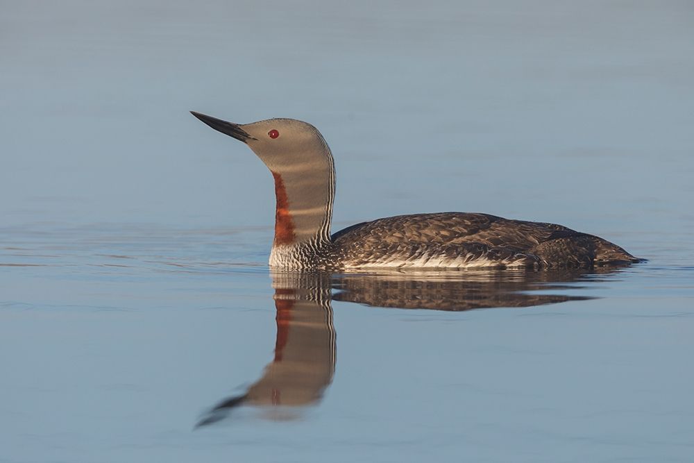 Red-throated Loon-misty morning art print by Ken Archer for $57.95 CAD