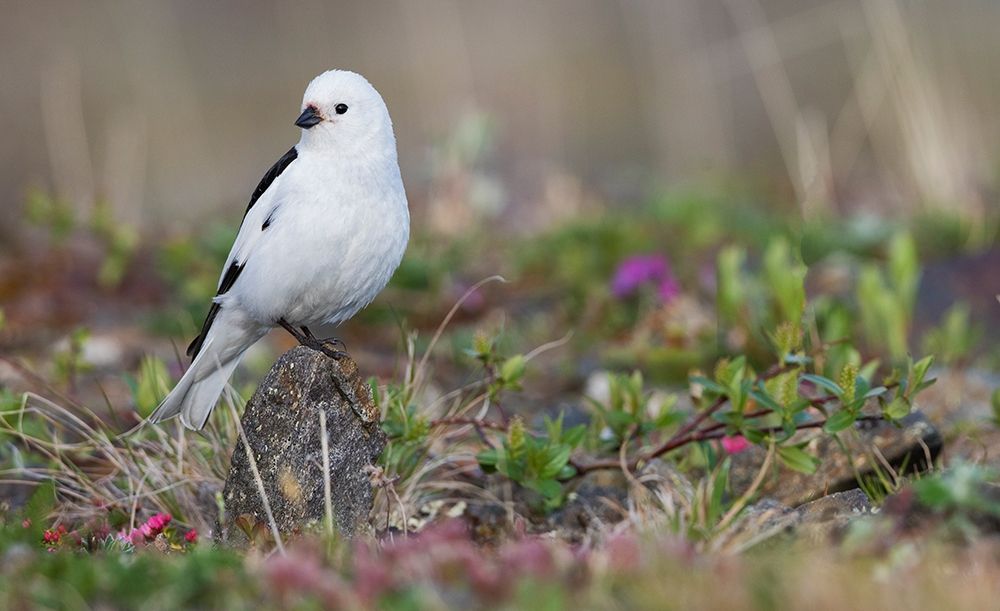 Snow Bunting-arctic tundra habitat art print by Ken Archer for $57.95 CAD