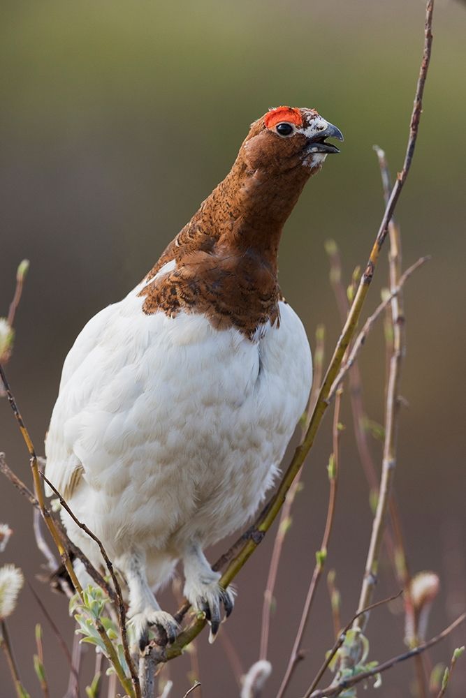 Willow Ptarmigan-Voice of the Arctic Tundra art print by Ken Archer for $57.95 CAD