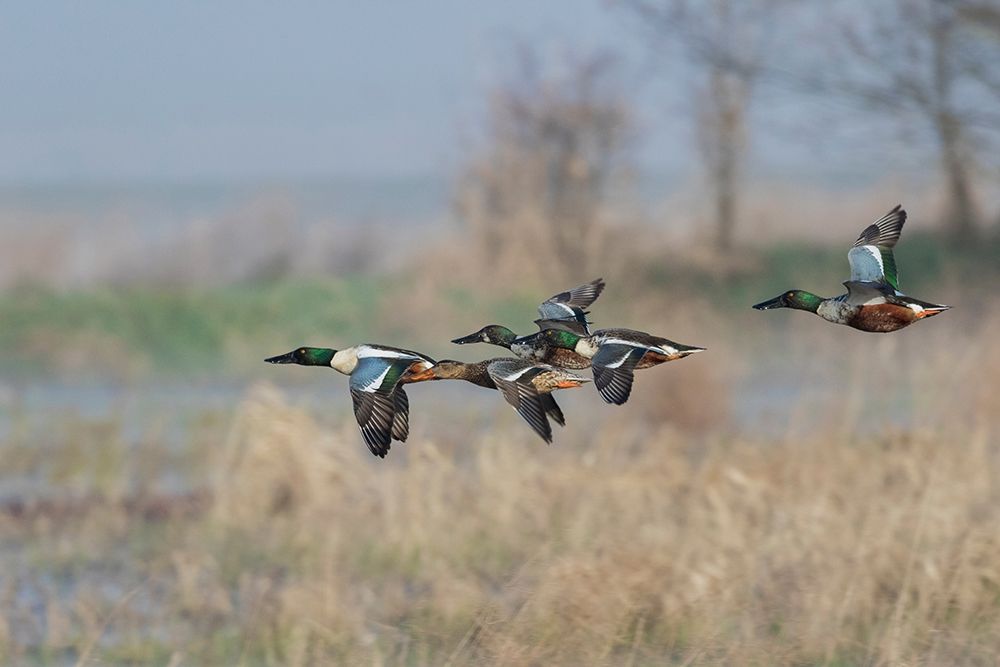Northern Shoveler-Courtship flight art print by Ken Archer for $57.95 CAD