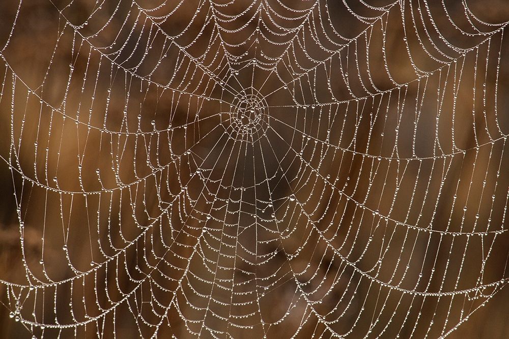 Morning Dew on Orb Spider Web art print by Ken Archer for $57.95 CAD