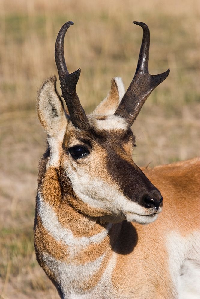 Pronghorn Antelope Buck art print by Ken Archer for $57.95 CAD