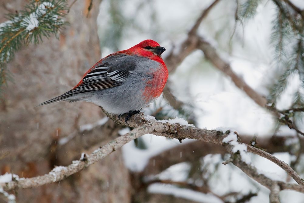 Pine Grosbeak-winter survivor art print by Ken Archer for $57.95 CAD
