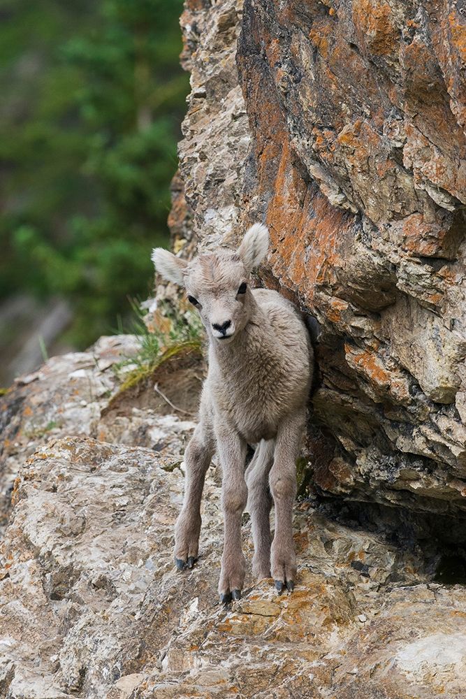 Bighorn Sheep Lamb art print by Ken Archer for $57.95 CAD