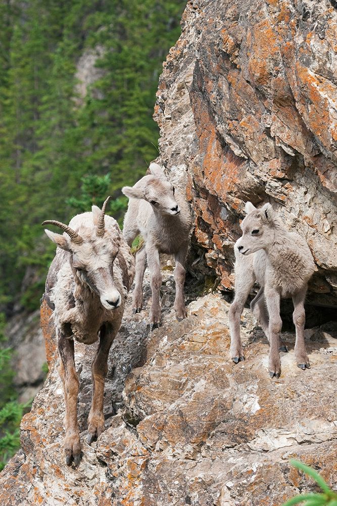 Bighorn Sheep Ewe with young twins art print by Ken Archer for $57.95 CAD