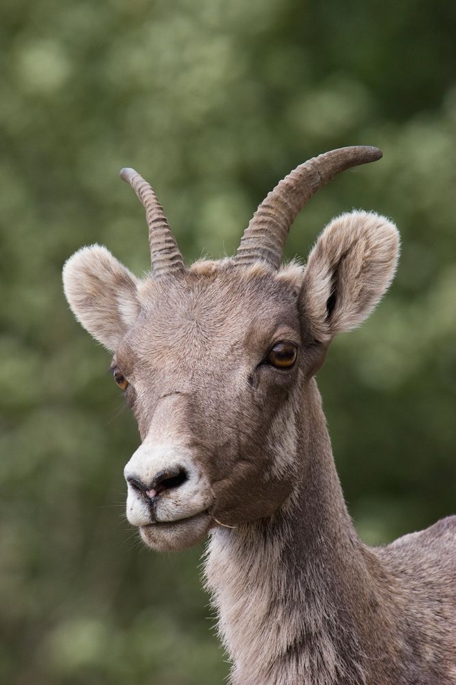 Rocky Mountain Bighorn Sheep-shedding winter fur art print by Ken Archer for $57.95 CAD