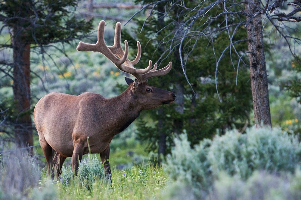 Rocky Mountain Bull Elk-Spring Velvet Antlers art print by Ken Archer for $57.95 CAD