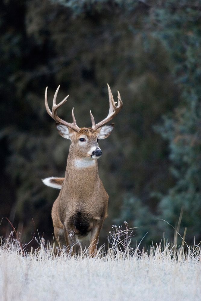 White-tailed Deer Buck art print by Ken Archer for $57.95 CAD