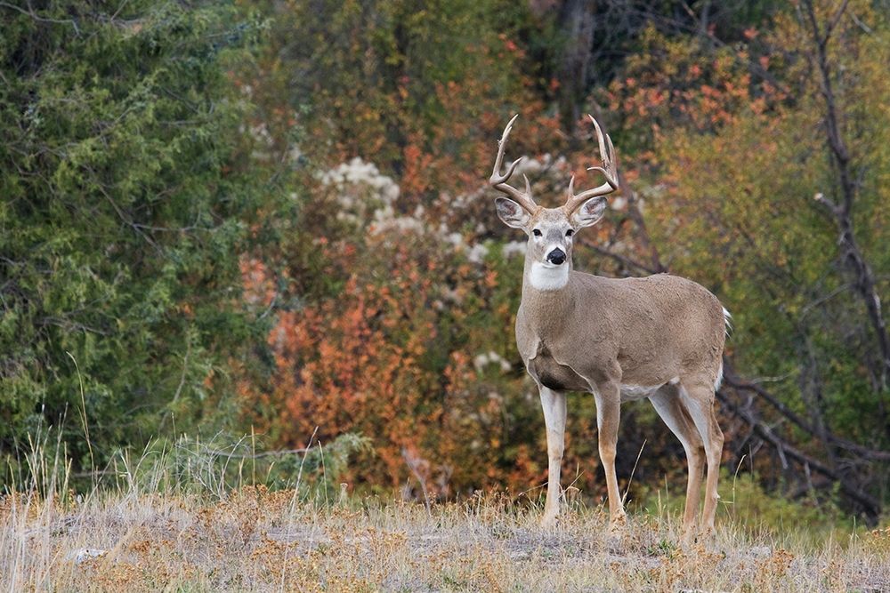 White-tailed Deer Buck art print by Ken Archer for $57.95 CAD
