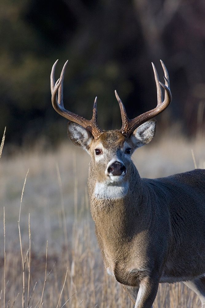 White-tailed Deer Buck art print by Ken Archer for $57.95 CAD