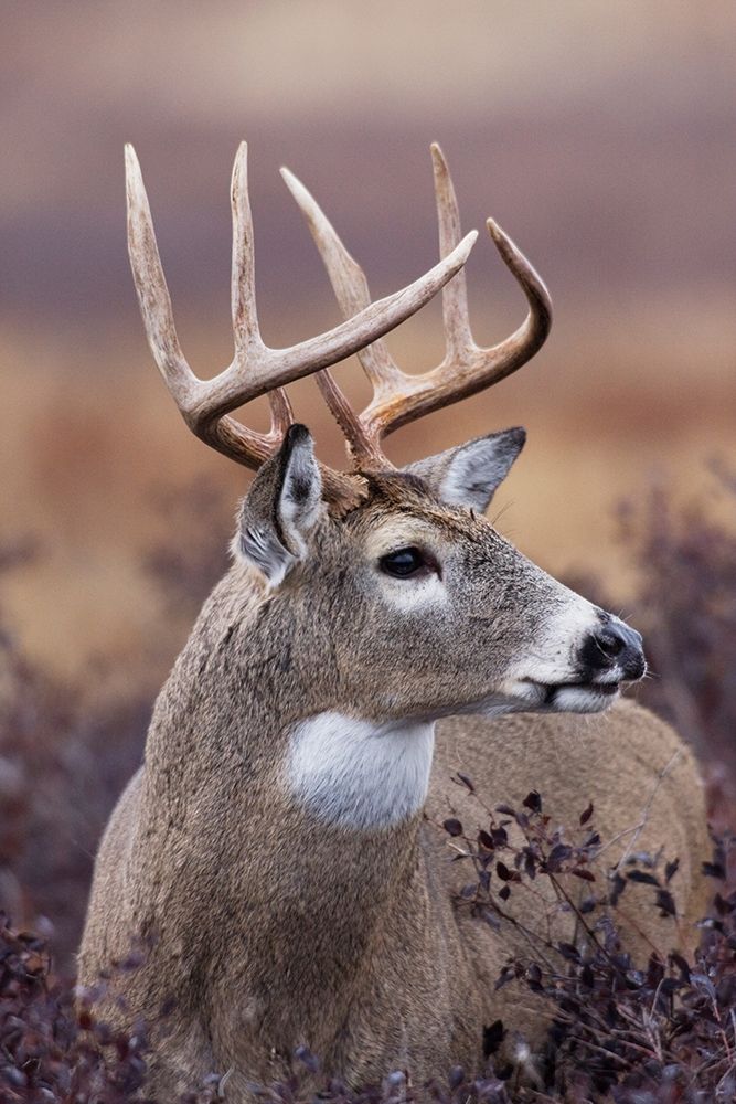 White-tailed Deer Buck art print by Ken Archer for $57.95 CAD