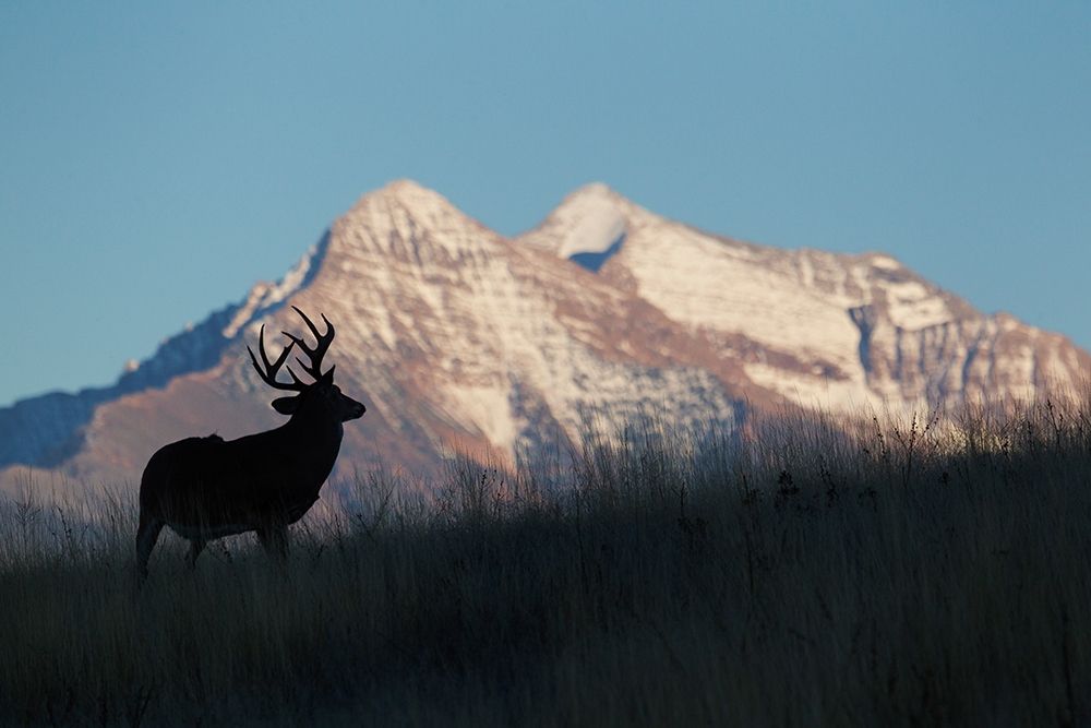 White-tail Deer Silhouette-Mission Mountains art print by Ken Archer for $57.95 CAD