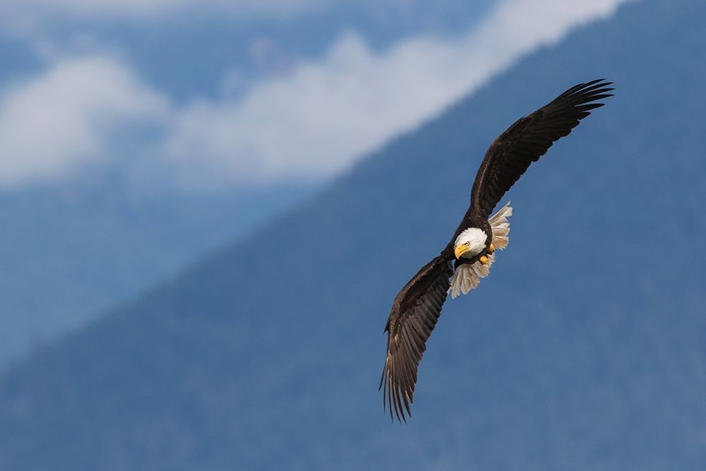 Bald Eagle art print by Ken Archer for $57.95 CAD