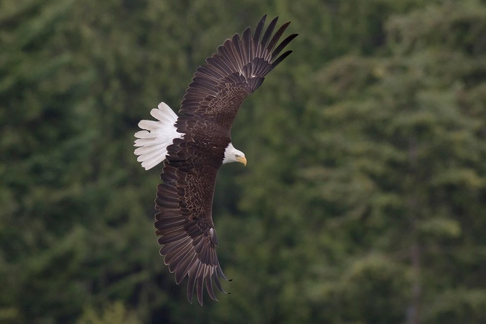 Bald Eagle art print by Ken Archer for $57.95 CAD