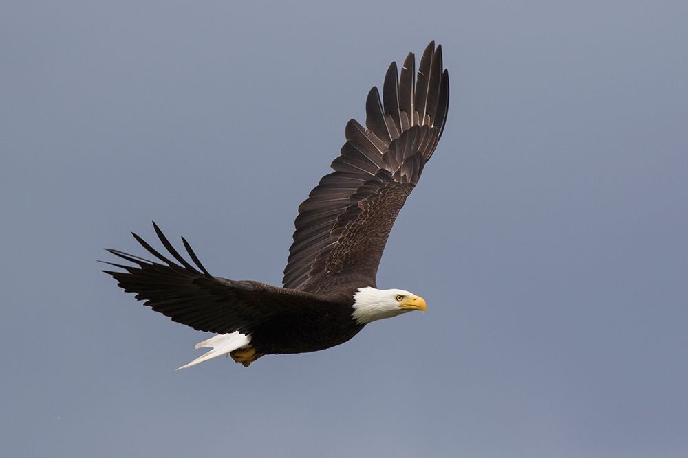 Bald Eagle flying art print by Ken Archer for $57.95 CAD