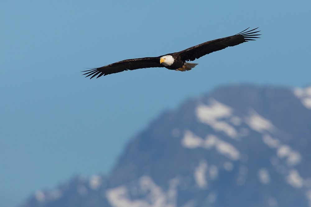 Bald eagle art print by Ken Archer for $57.95 CAD