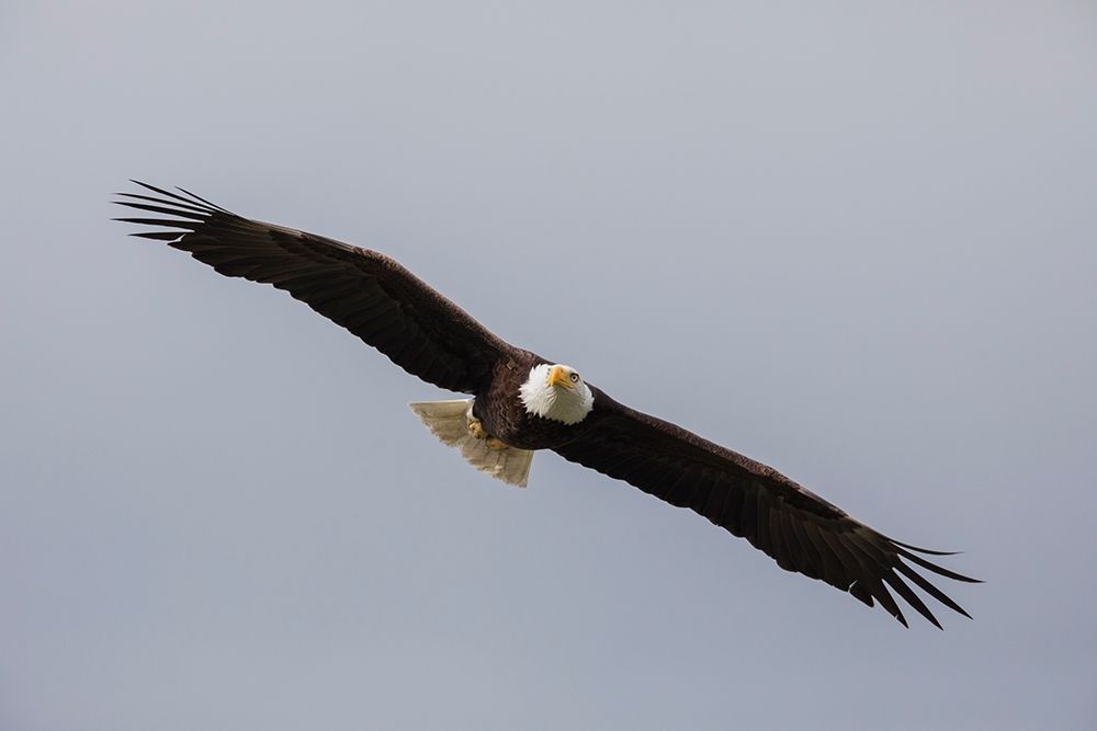 Bald Eagle art print by Ken Archer for $57.95 CAD