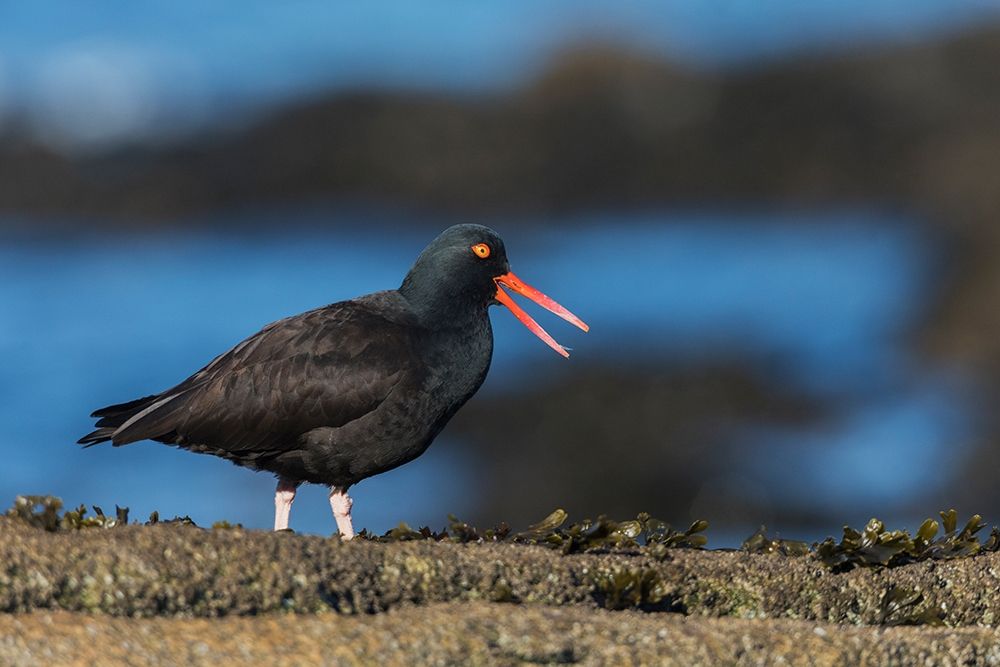 Black Oystercatcher Calling art print by Ken Archer for $57.95 CAD