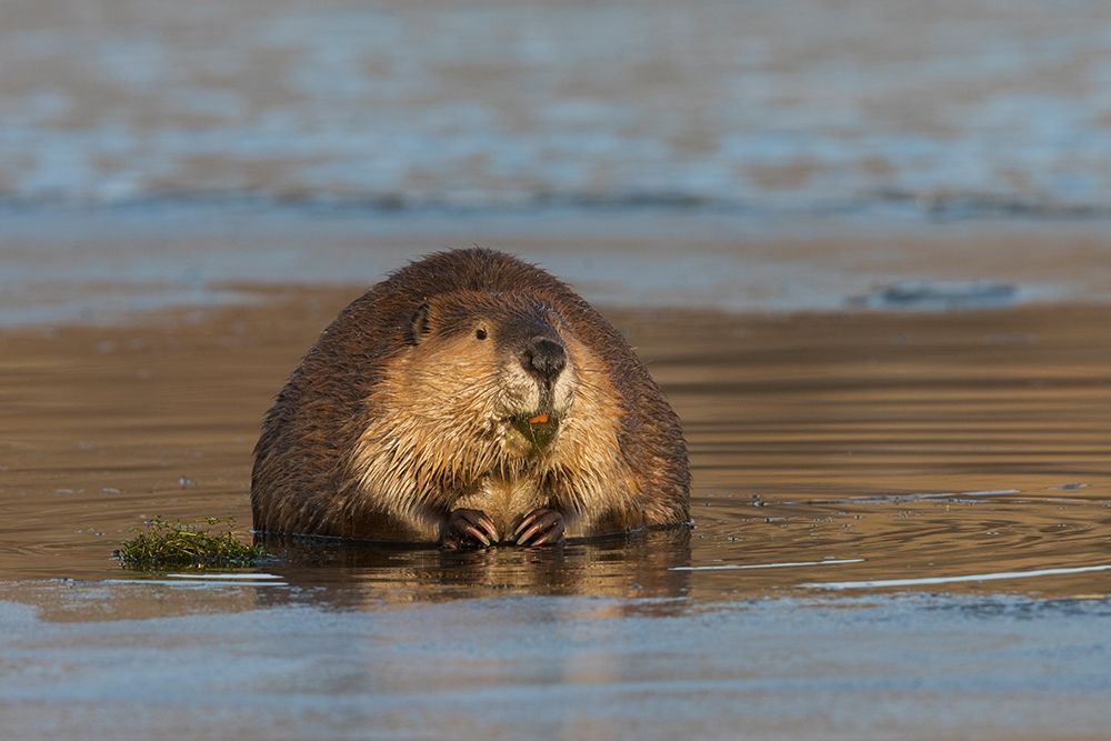 Beaver-foraging in early winter art print by Ken Archer for $57.95 CAD